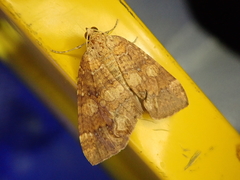 Idiotephria amelia