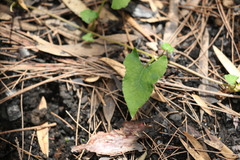 Muehlenbeckia gracillima