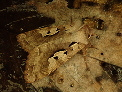 Perigrapha hoenei