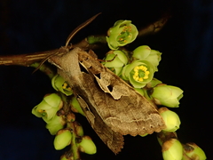 Perigrapha hoenei