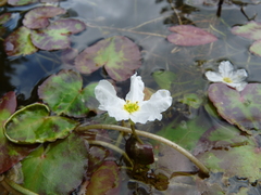 Nymphoides cristata