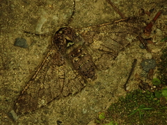 Biston robustum robustum