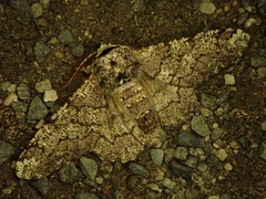 Biston robustum robustum