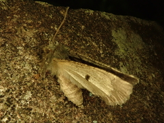 Pachyligia dolosa