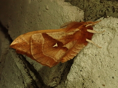 Aglia japonica