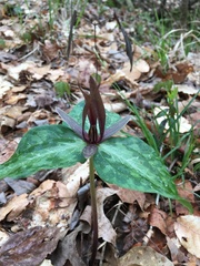 Trillium ludovicianum