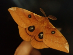 Aglia japonica