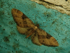 Eupithecia proterva