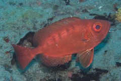 Priacanthus