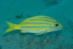 Lutjanus bengalensis
