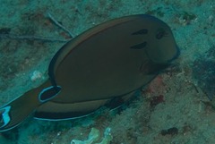 Acanthurus tennentii