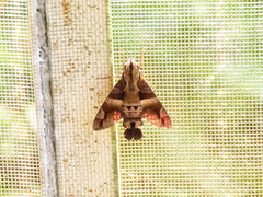 Macroglossum divergens