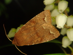 Orthosia odiosa