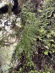 Hymenophyllum pulcherrimum image
