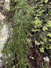 Hymenophyllum pulcherrimum image