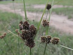 Cyperus reflexus