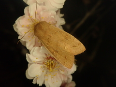 Anorthoa angustipennis