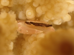 Tetralia nigrolineata