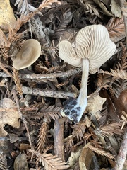 Entoloma edulis