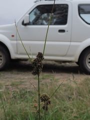 Cyperus reflexus