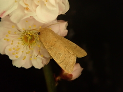 Orthosia paromoea