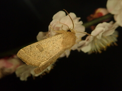 Orthosia paromoea