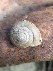 Helminthoglypta diabloensis