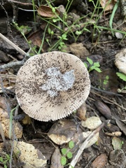 Amanita calyptratoides