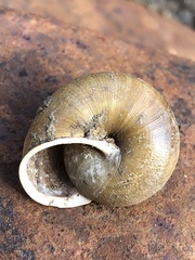 Helminthoglypta diabloensis