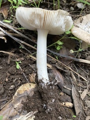 Amanita calyptratoides