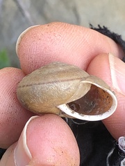 Helminthoglypta diabloensis