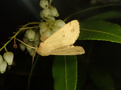 Orthosia lizetta