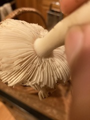 Amanita calyptratoides