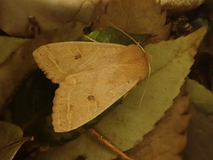 Anorthoa angustipennis