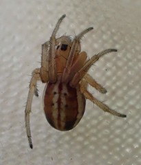 Araneus pratensis