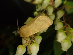 Orthosia fausta