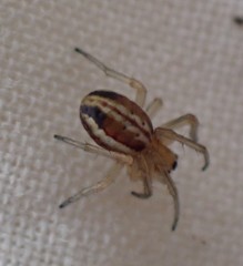 Araneus pratensis