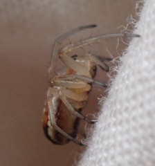 Araneus pratensis