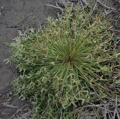 Cyperus tenellus