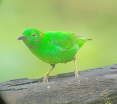 Chlorochrysa phoenicotis