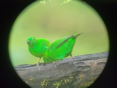 Chlorochrysa phoenicotis