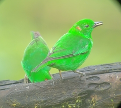 Chlorochrysa phoenicotis