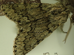 Brachionycha permixta