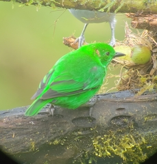Chlorochrysa phoenicotis