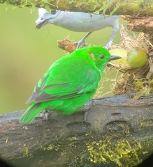 Chlorochrysa phoenicotis