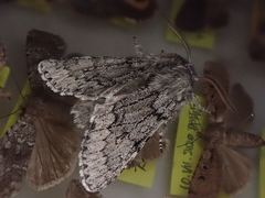 Brachionycha permixta