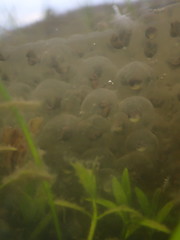 Lithobates palustris