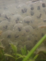 Lithobates palustris