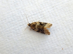 Aeolostoma scutiferana