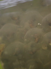 Lithobates palustris